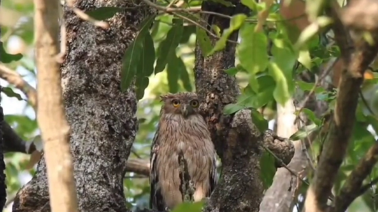 Owl Sacrifice And Hunted On Deepawali