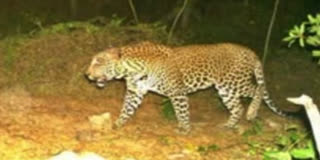 Leopards Roaming in the Fields