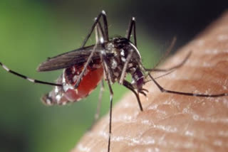 WEST NILE FEVER KANNUR  WEST NILE FEVER KERALA  കണ്ണൂരില്‍ വെസ്റ്റ് നൈൽ പനി  WEST NILE FEVER SYMPTOMS