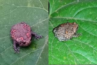 Indian Painted Frog found Ujjain