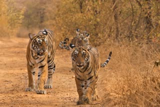 MANDLA TIGER TIGRESS ROMANCE