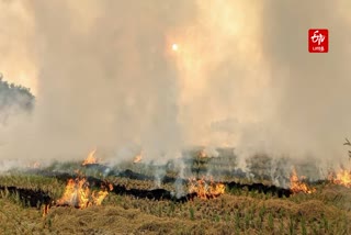 வைக்கோல் எரிப்பு