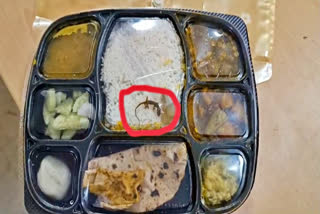 Lizard found in food