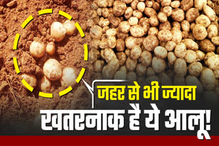 poisonous potatoes in bihar