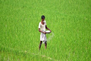 Paddy cultivators have been advised to drain the excess water from the field to minimise crop loss