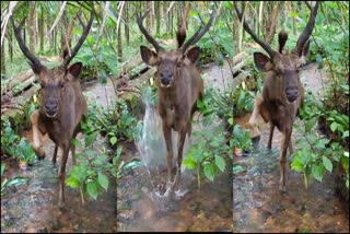 sambar deer