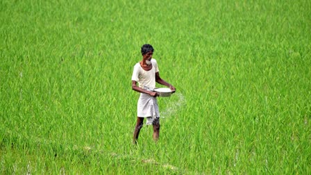 Paddy cultivators have been advised to drain the excess water from the field to minimise crop loss