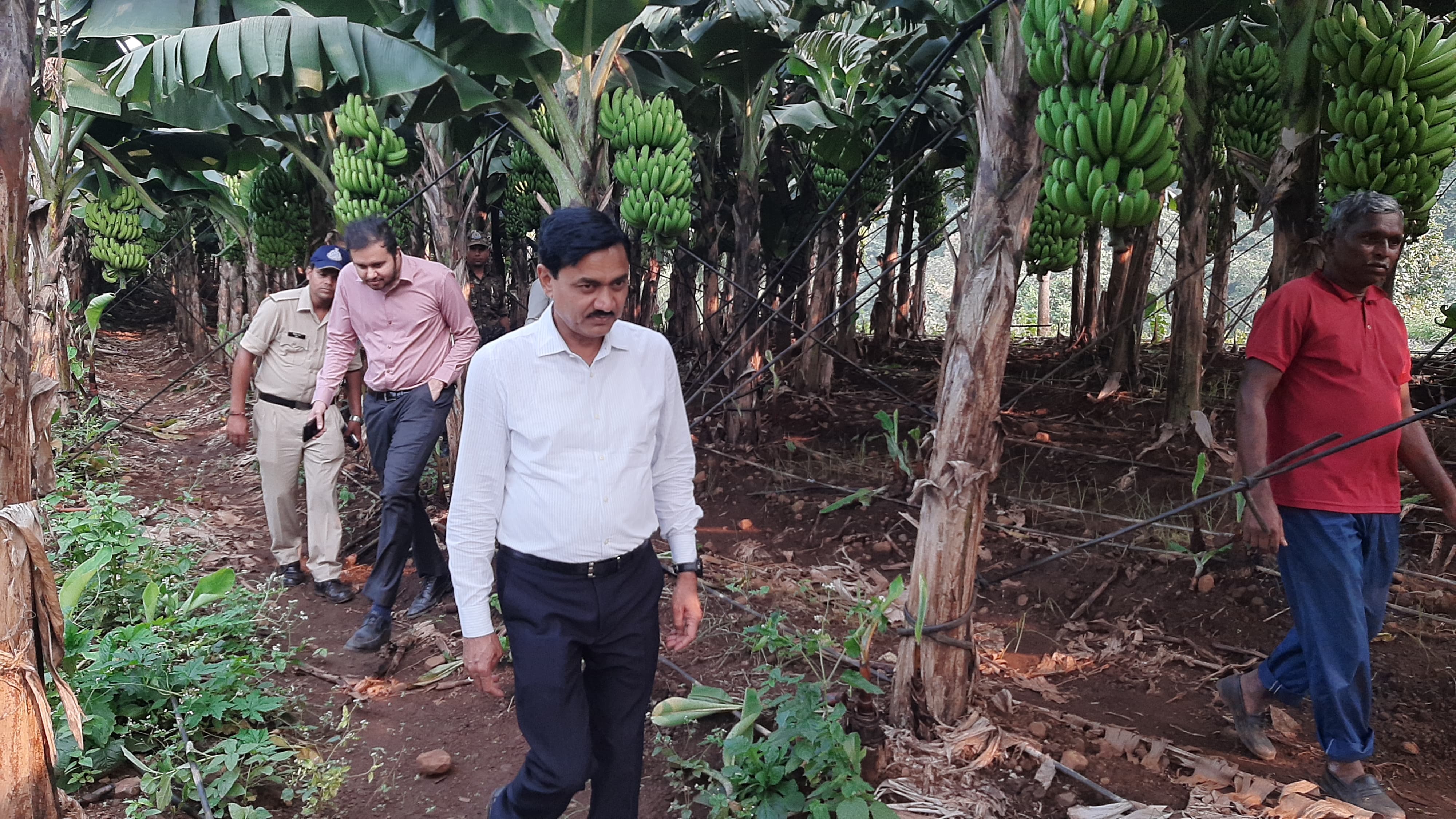 CHHINDWARA BANANA FARMING