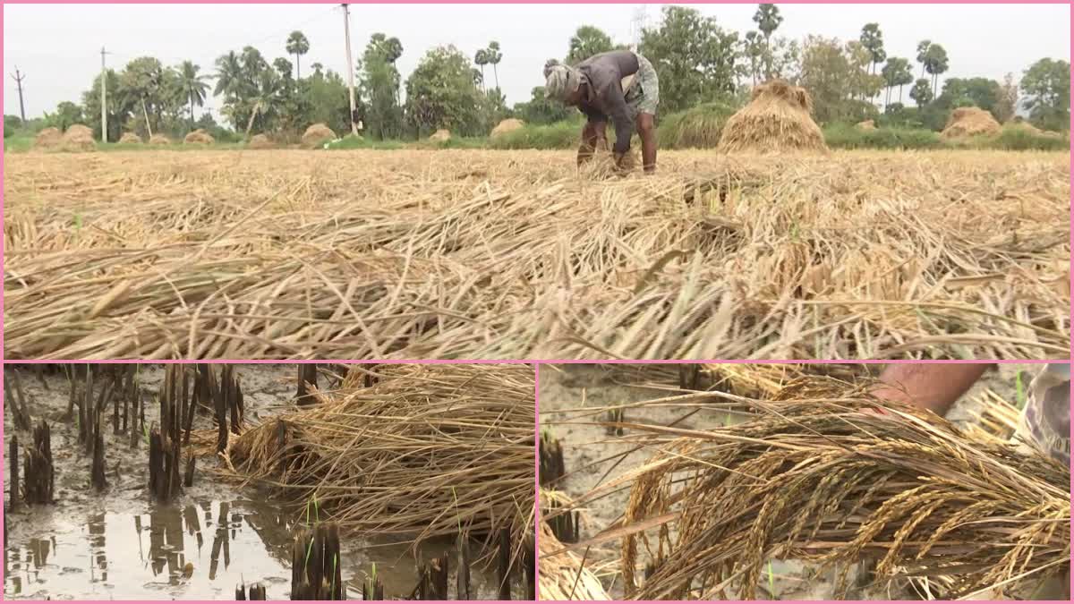 Farmers_Problems_due_to_Unexpected_Rains