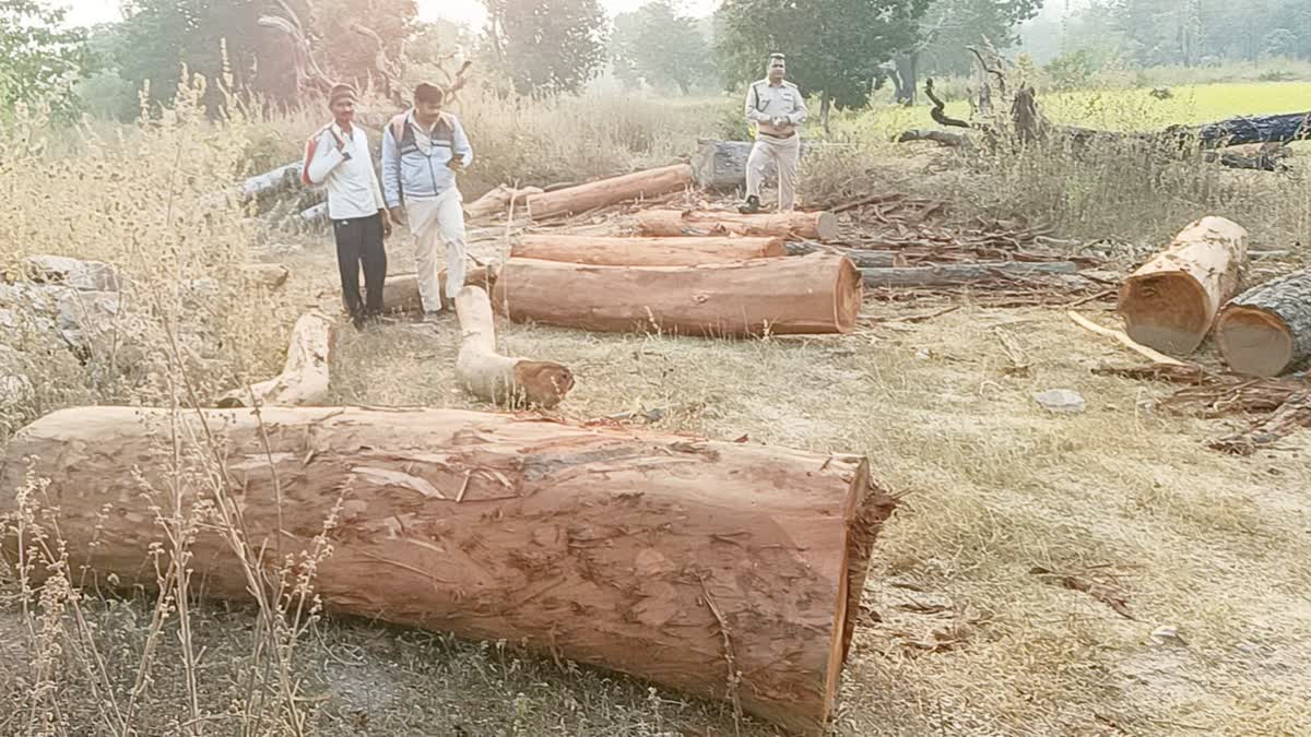 Illegal wood seized in Umaria district