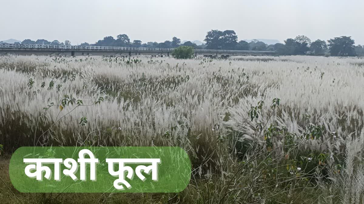 Kashi flowers in Kanker rivers