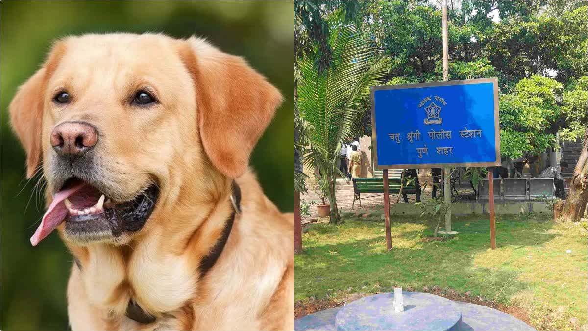 Dog Hanged in Pet Clinic