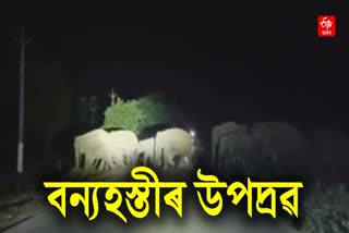 Wild elephant terror in Titabar