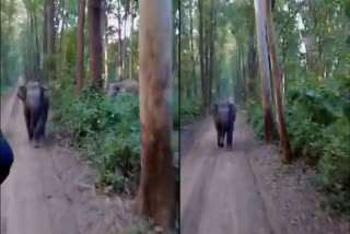 wild Elephant Attack On Tourists In UP Viral Video