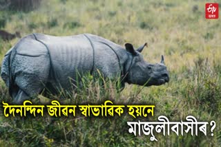 injured rhino roaming freely in majuli