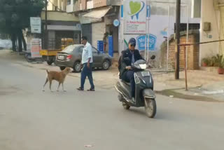 street dogs in Raipur
