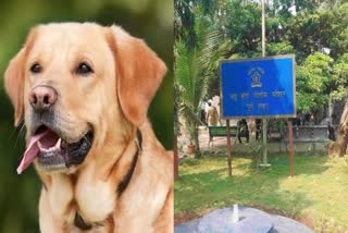 Pet dog dies due to suffocation in pet clinic