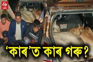 kaziranga cattle smuggling