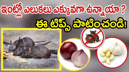 Home Tips To Get Rid Of Rats