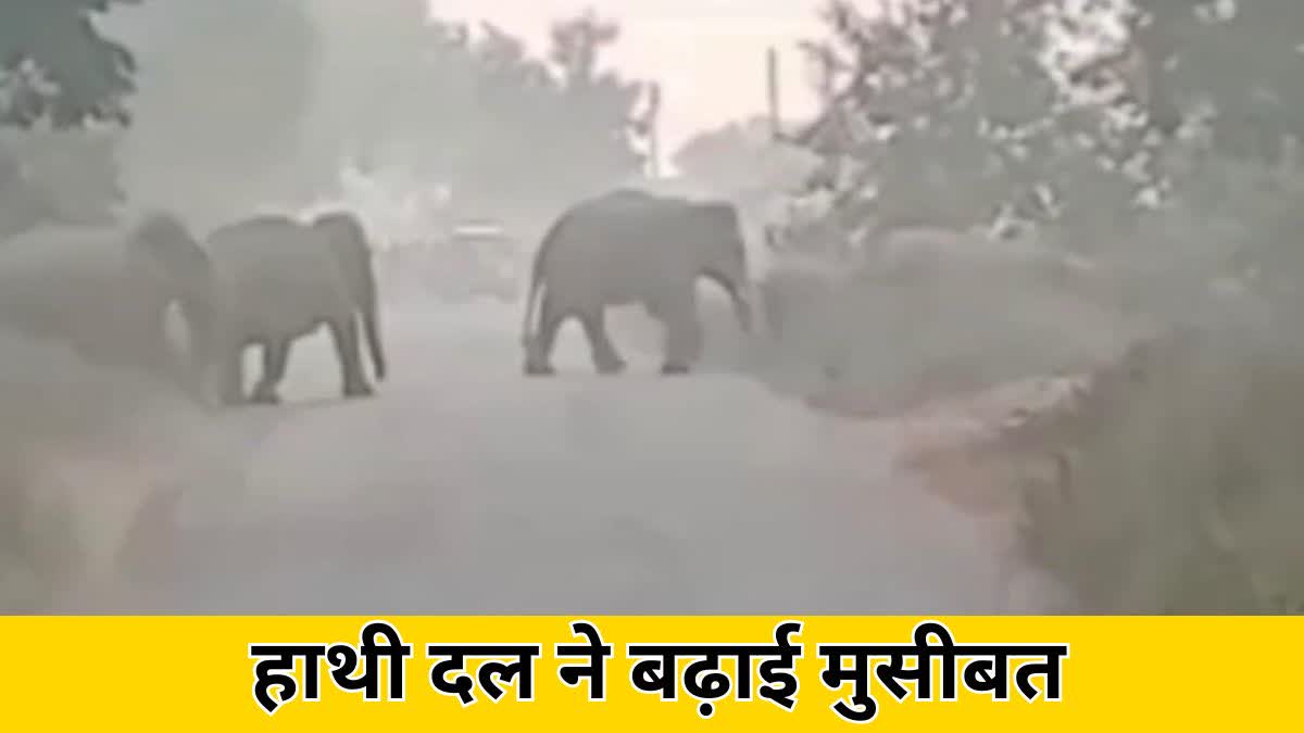 Elephant group Terror increased troubles of villagers