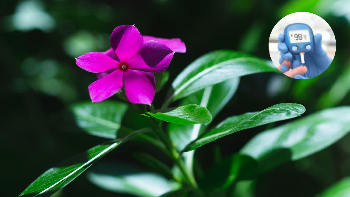 Periwinkle or Evergreen flower to control blood sugar for diabetics, know the benefits