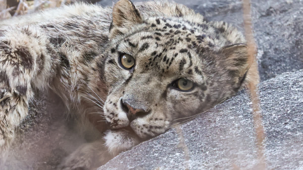 Snow Leopards of Ladakh