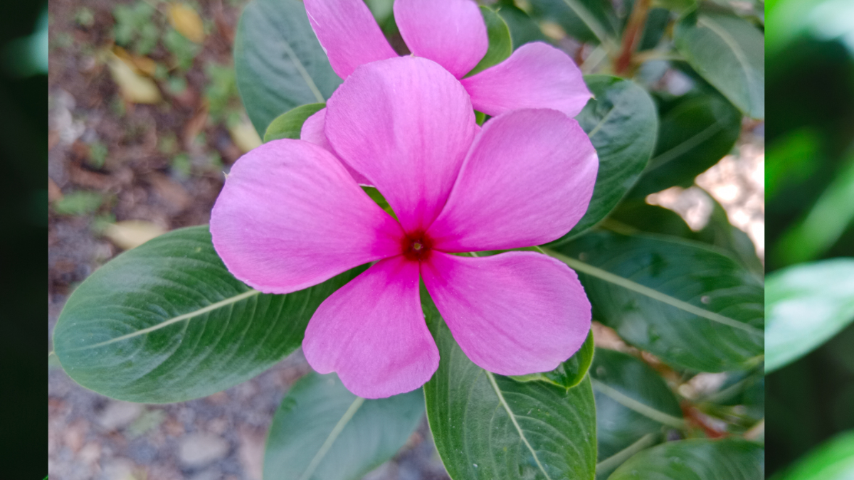 Periwinkle or Evergreen flower to control blood sugar for diabetics, know the benefits