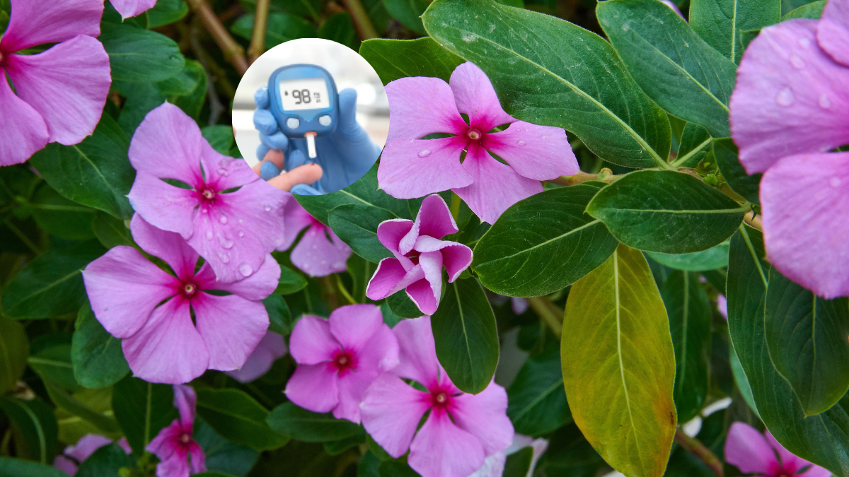 Periwinkle or Evergreen flower to control blood sugar for diabetics, know the benefits