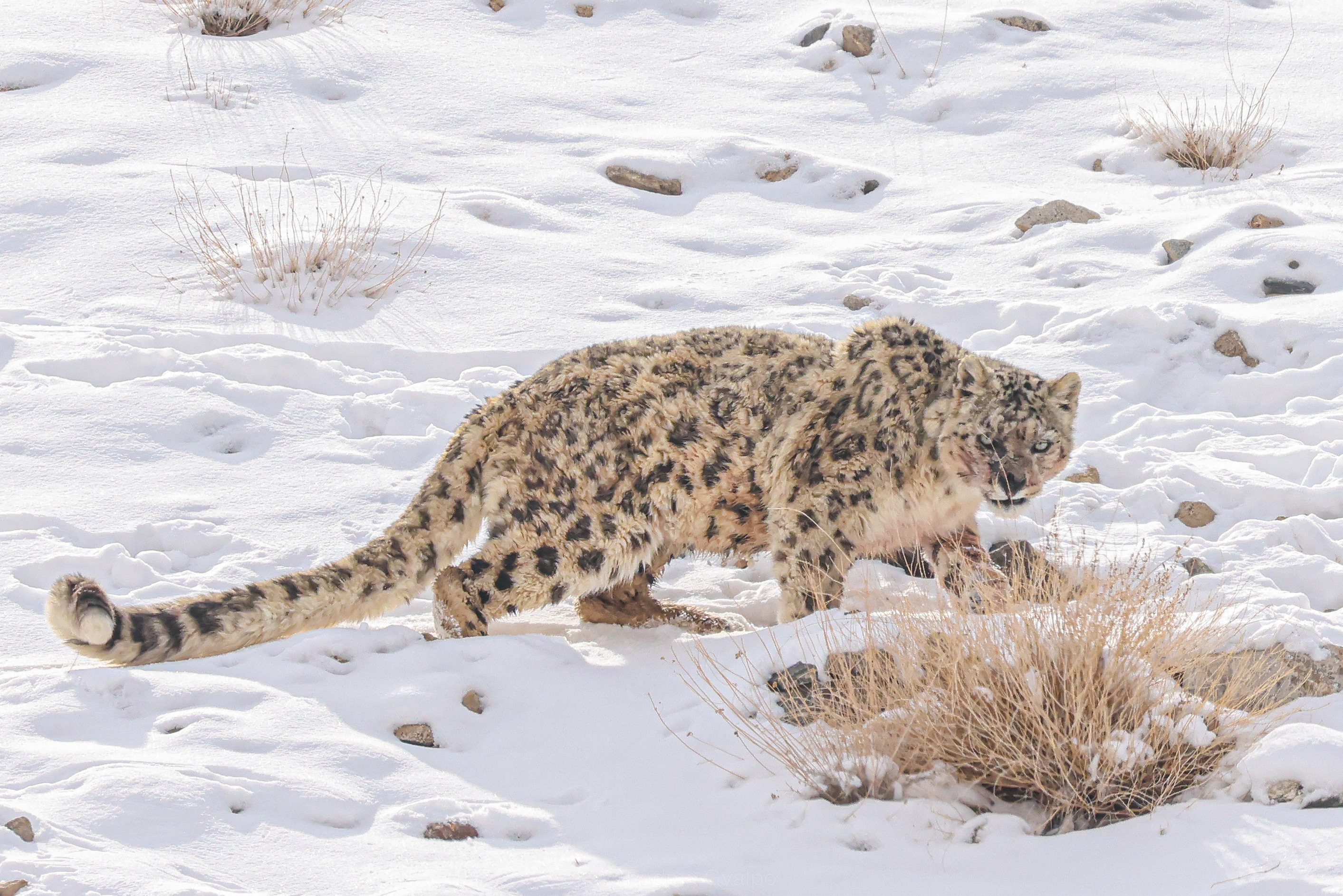 Snow Leopards of Ladakh