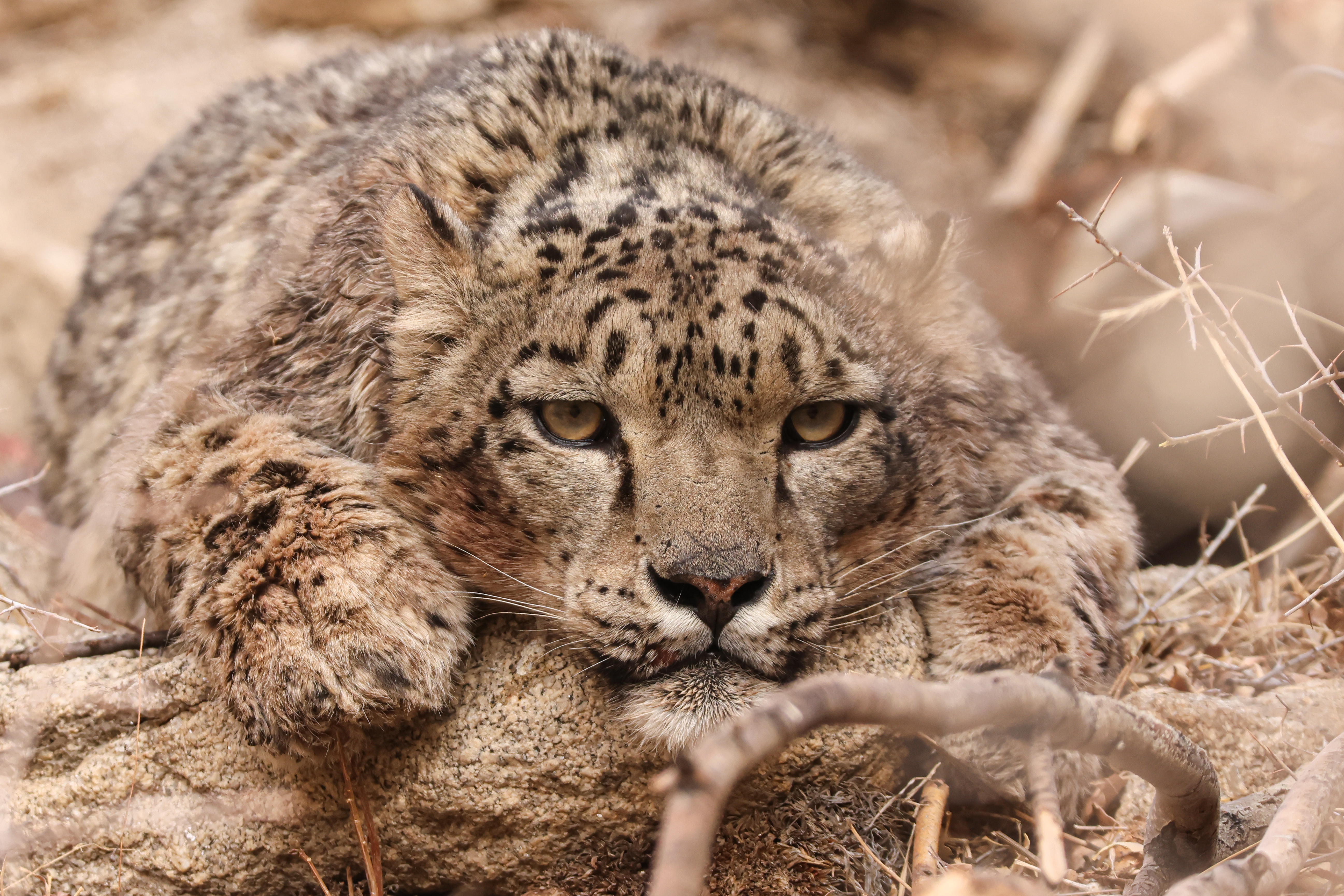 Snow Leopards of Ladakh