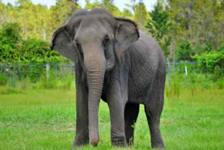 elephant_died_mango_crop_in_tirupati_district