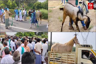 போராட்டத்திற்காக வந்திறங்கிய கால்நடைகள்