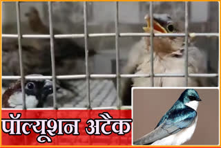 birds sick due to pollution