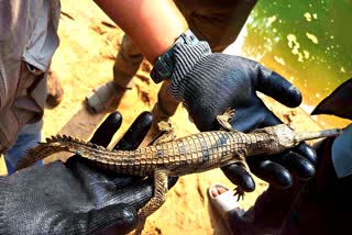 GHARIAL CROCODILES