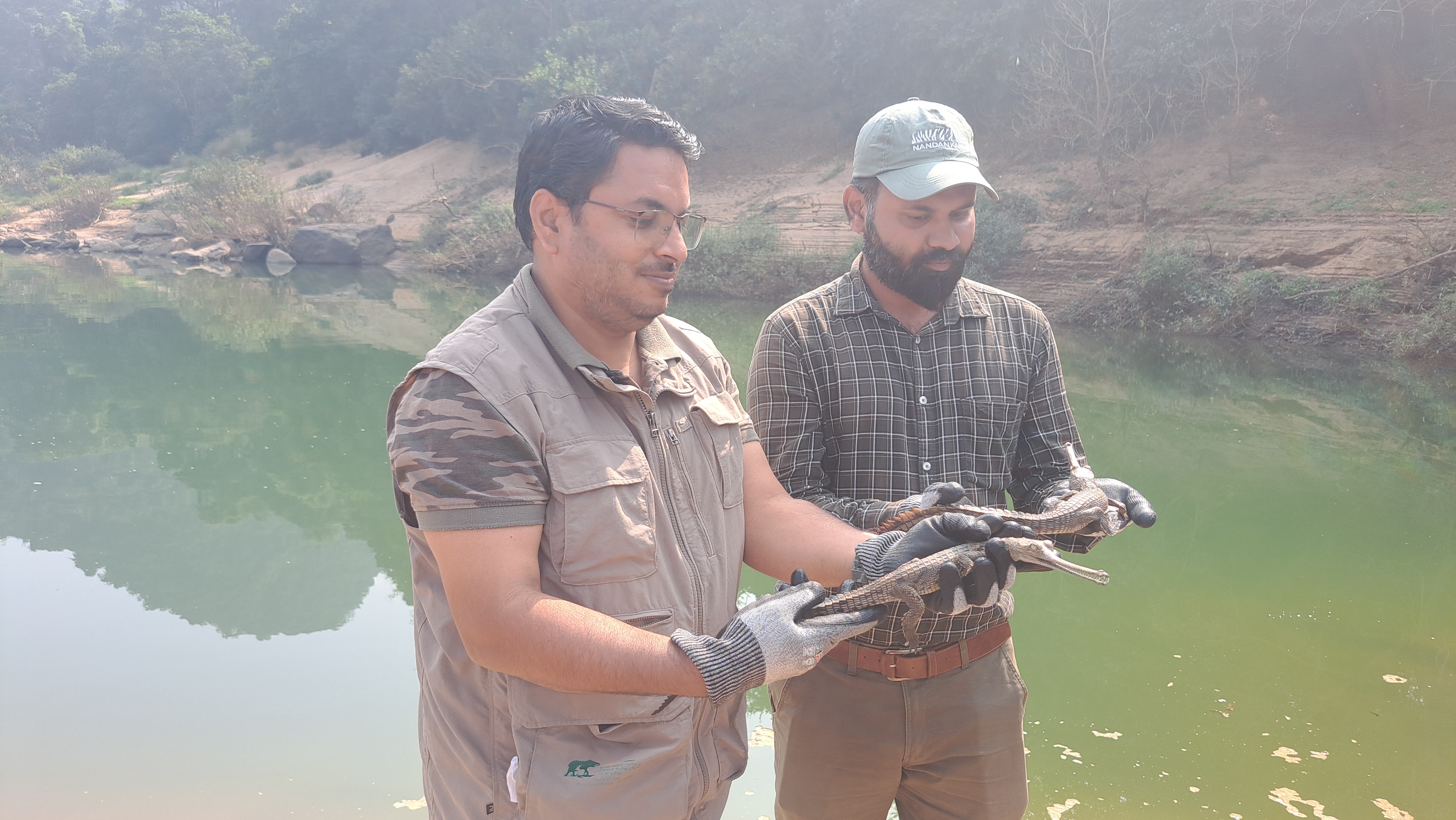 Gharial Crocodiles released