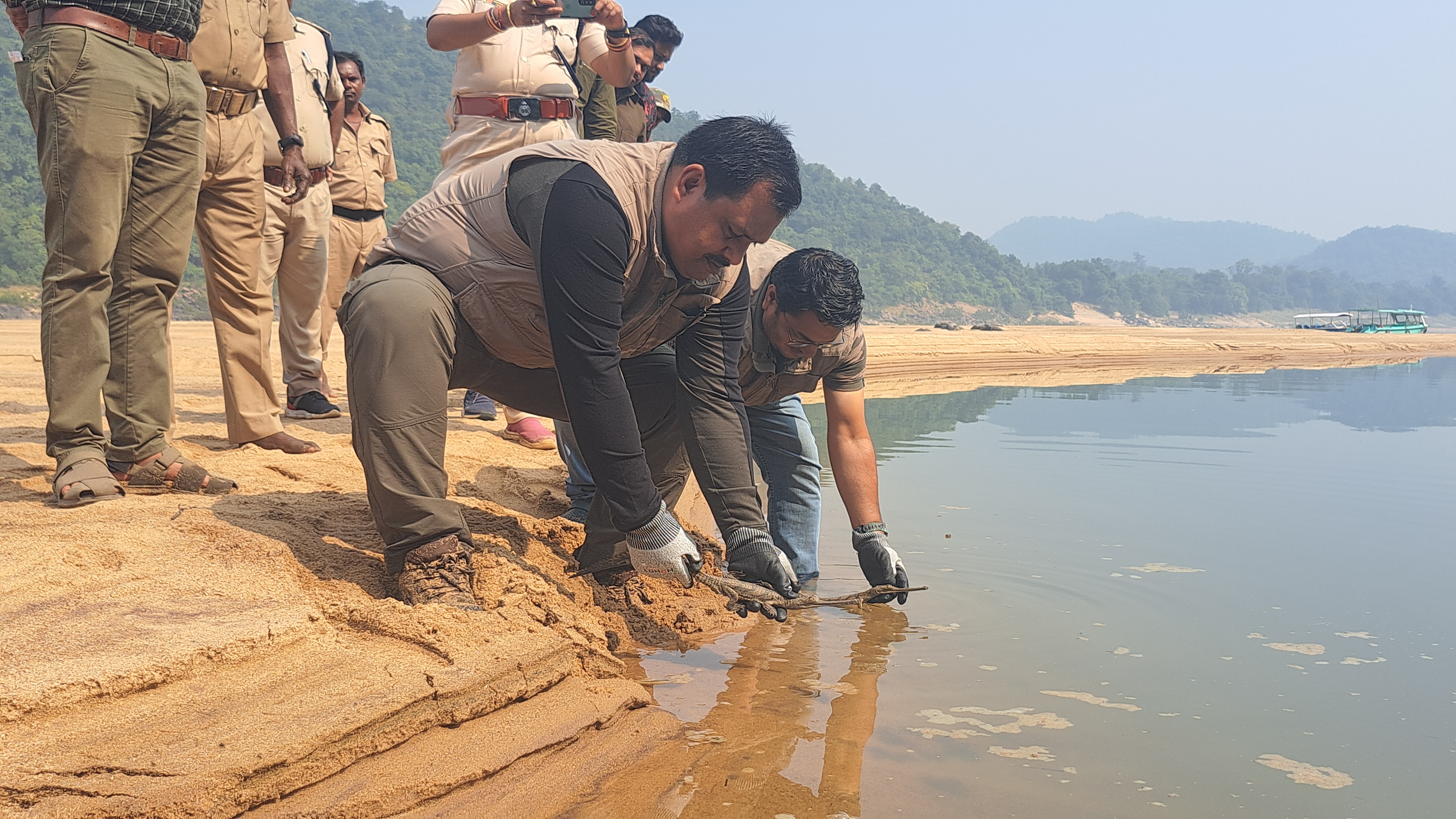 Gharial Crocodiles released