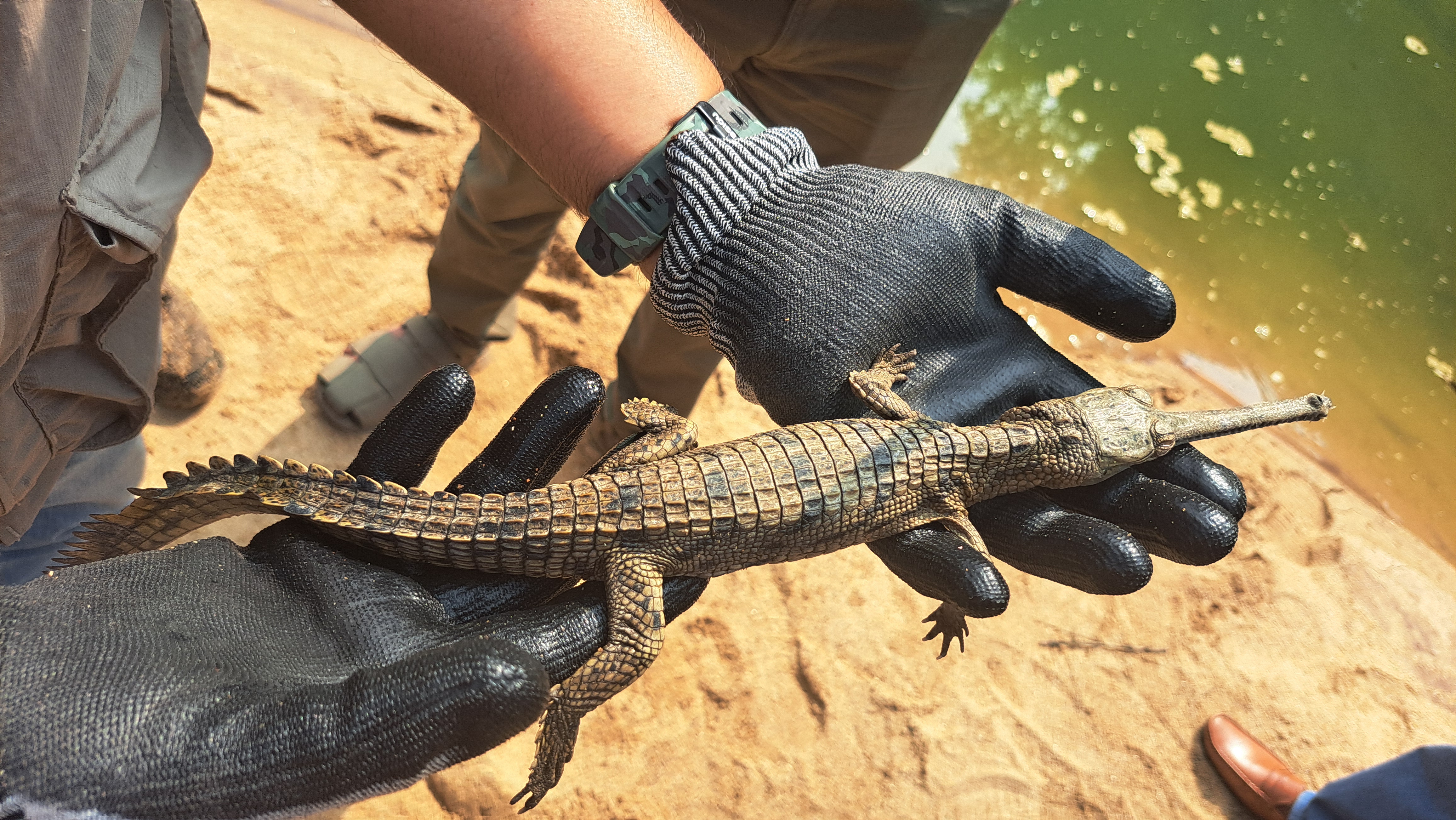 Gharial Crocodiles released