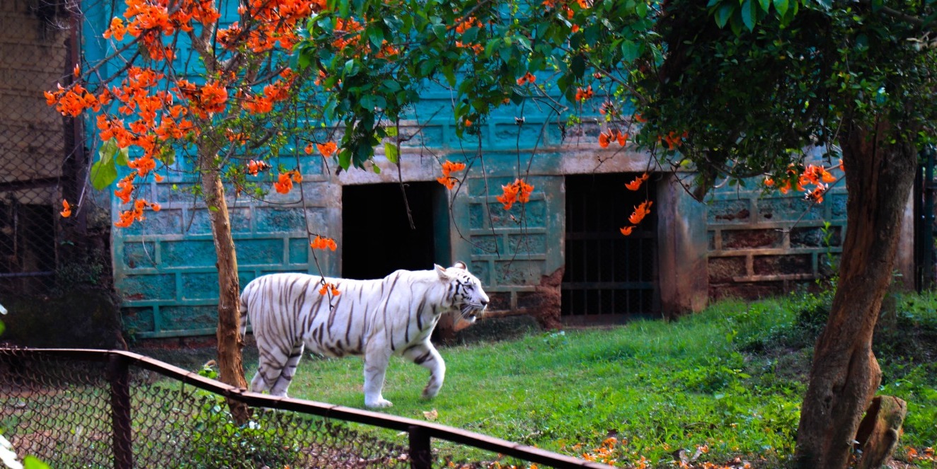 Nandanakanan Zoo ambassador