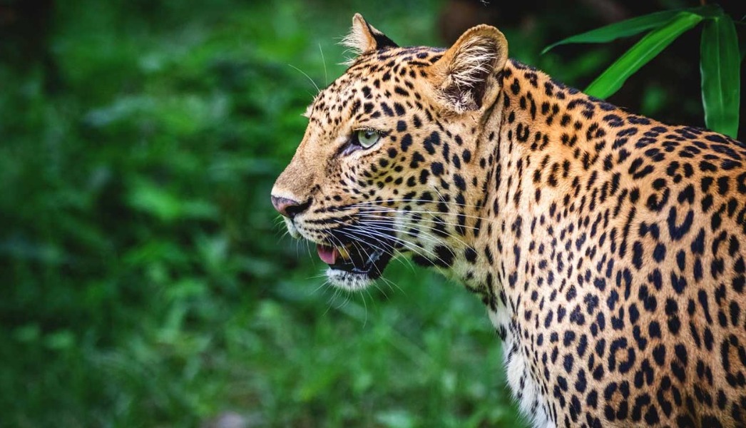 Nandanakanan Zoo ambassador