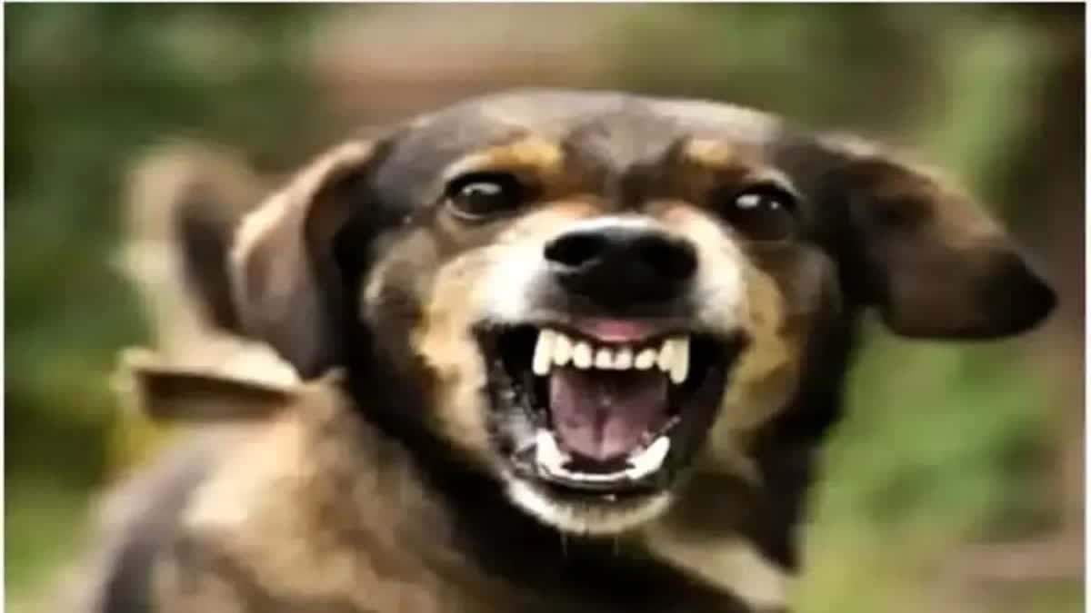 Dog Bite Case in Karnataka