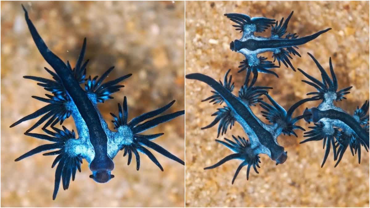poisonous blue dragon fishes washed ashore in chennai