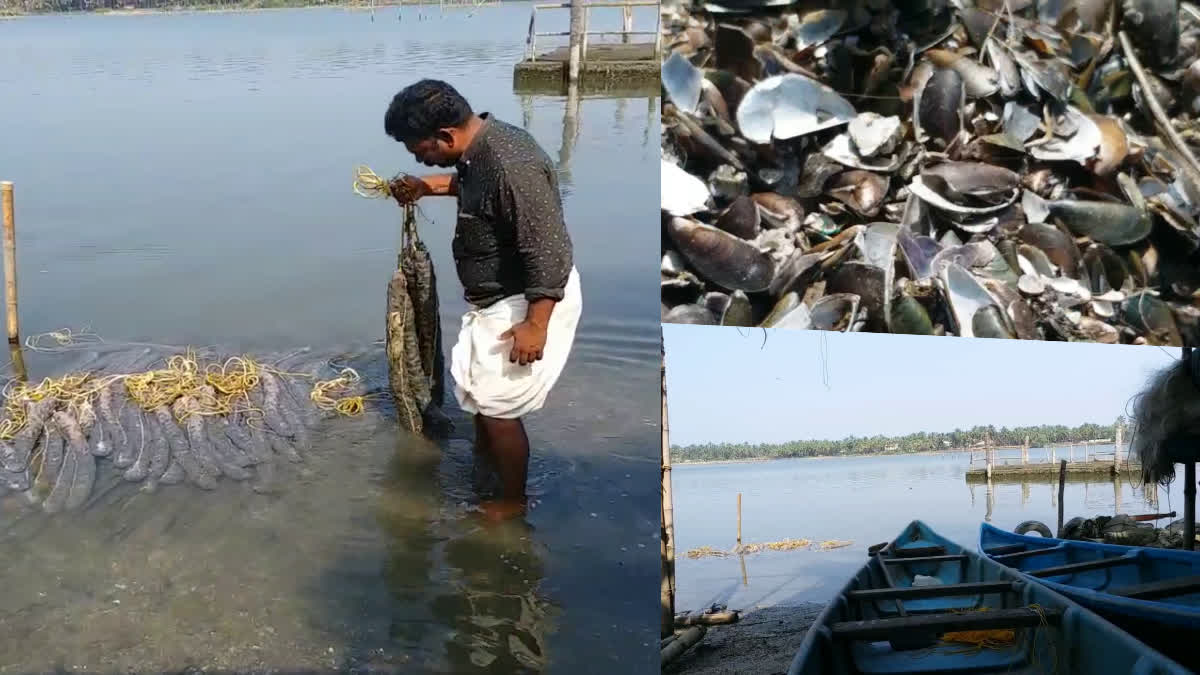 kallummakkaya farmers  Mussel farming in Kasaragod  Mussel farmers of Kasaragod in crisis  Mussel farming  കല്ലുമ്മക്കായ കർഷകർ കടുത്ത പ്രതിസന്ധിയിൽ  കല്ലുമ്മക്കായ കർഷകർ  കല്ലുമ്മക്കായ കൃഷി കേരളത്തില്‍  കാസര്‍കോട്ടെ കല്ലുമ്മക്കായ കൃഷി