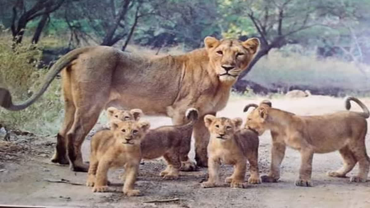 Gujarat: Centre approves Asiatic Lion Safari Park in Rajkot