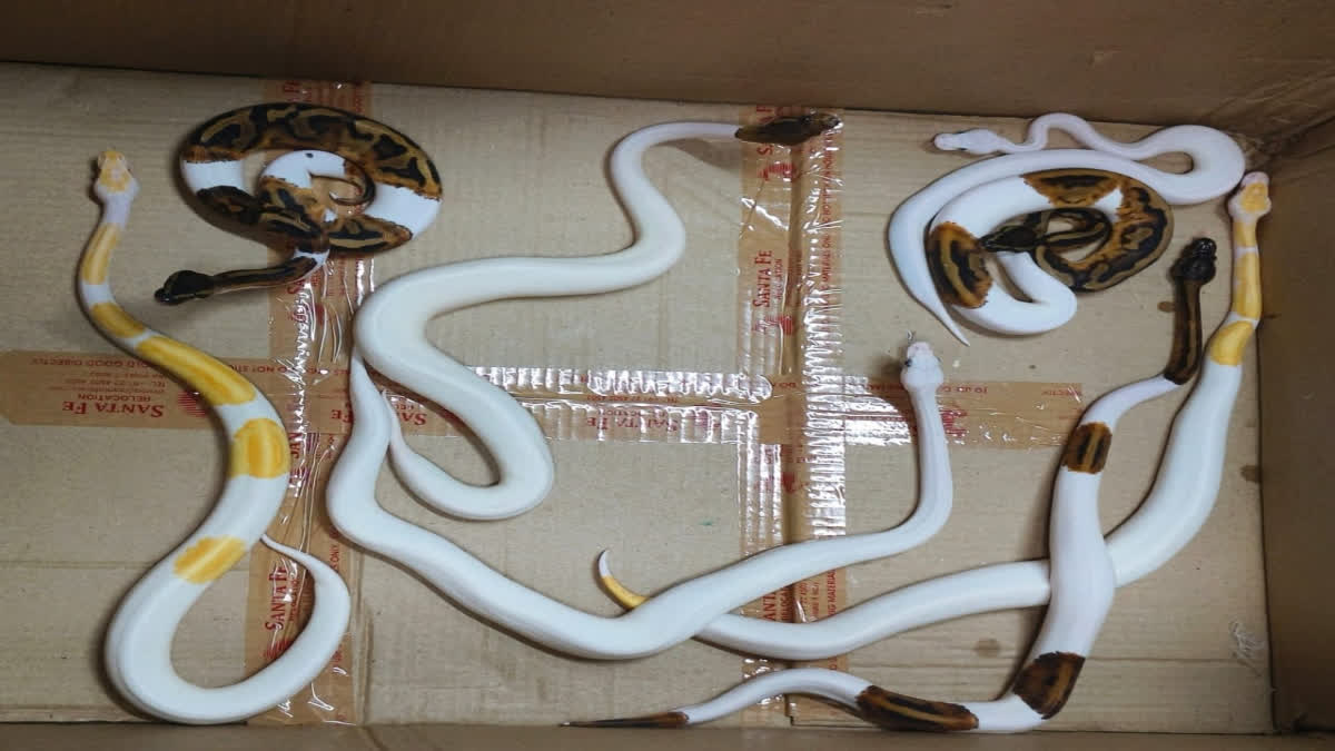Maharashtra: One held for smuggling 11 snakes in biscuit-cake packets at Mumbai airport