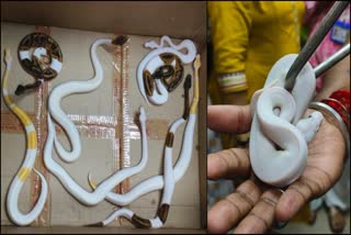 DRI seizes 9 pythons  corn snakes  passenger luggage  Mumbai airport  Chhatrapati Shivaji Maharaj International Airport  ವಿಮಾನ ನಿಲ್ದಾಣದಲ್ಲಿ ವಿದೇಶಿ 2 ಹಾವು  9 ಹೆಬ್ಬಾವುಗಳ ಪತ್ತೆ  ಮುಂಬೈ ವಿಮಾನ ನಿಲ್ದಾಣ  ಹಾವು ಮತ್ತು ಹೆಬ್ಬಾವುಗಳ ಕಳ್ಳಸಾಗಣೆ  ಹೆಬ್ಬಾವುಗಳ ಕಳ್ಳಸಾಗಣೆ ಪ್ರಕರಣ  ಕಂದಾಯ ಗುಪ್ತಚರ ನಿರ್ದೇಶನಾಲಯ  ನಿಯಮಿತವಾಗಿ ಶೋಧ ಕಾರ್ಯಾಚರಣೆ  ಬ್ಯಾಂಕಾಕ್​ನಿಂದ ಬಂದಿದ್ದ ವ್ಯಕ್ತಿ