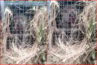 Guldar caught in cage in Bhimtal
