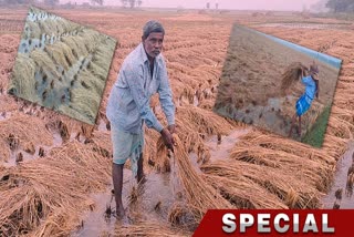 National Farmers Day News