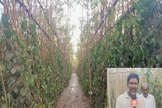 Betel vines had been severely damaged Due to heavy rainfall at Thoothukudi