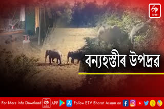 Man elephant conflict at Bihpuria in Lakhimpur