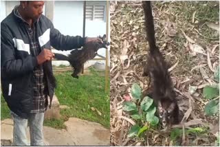 civet-cat-found-in-chamarajanagar